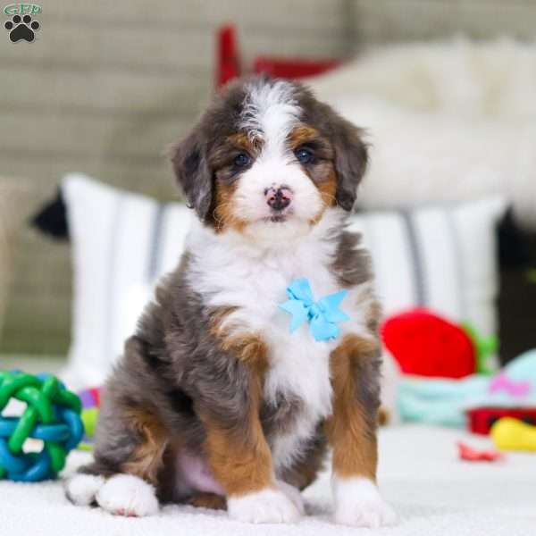 Dexter, Mini Bernedoodle Puppy